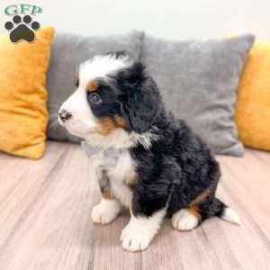 Atlas, Bernese Mountain Dog Puppy