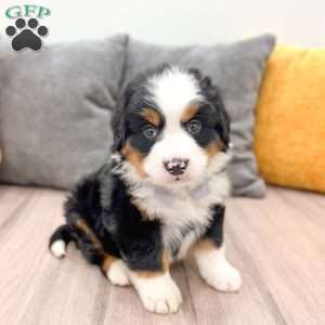 Atlas, Bernese Mountain Dog Puppy