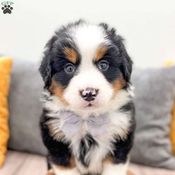 Atlas, Bernese Mountain Dog Puppy