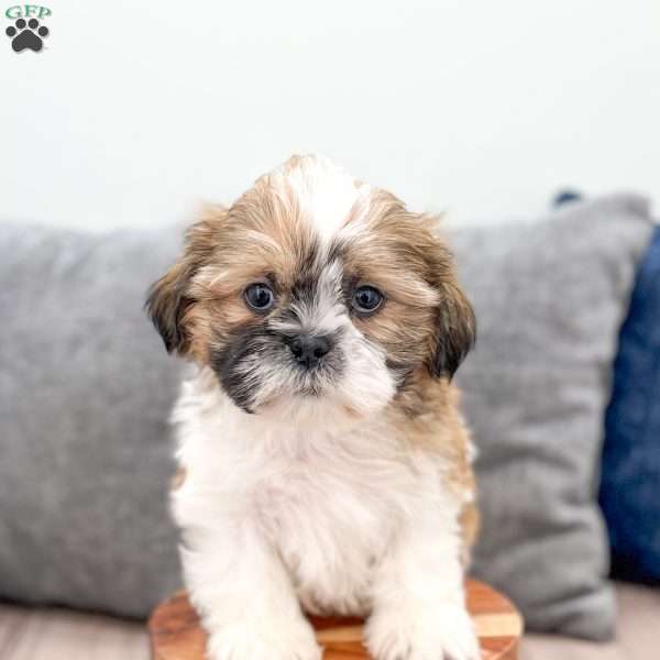 Maverick, Shih Tzu Puppy