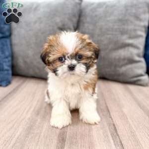 Rory, Shih Tzu Puppy