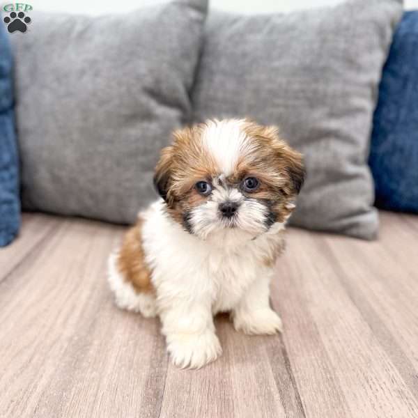 Rory, Shih Tzu Puppy