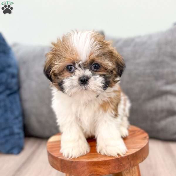 Rory, Shih Tzu Puppy