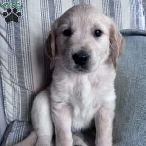 Warren, Golden Retriever Puppy