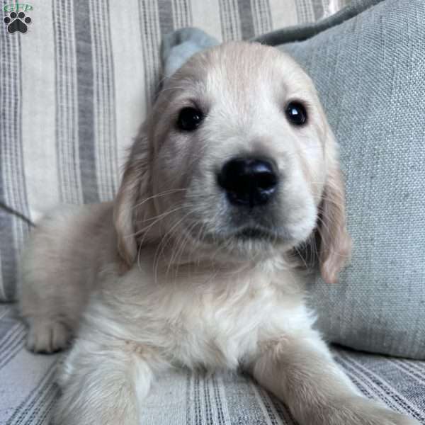 Elijah, Golden Retriever Puppy