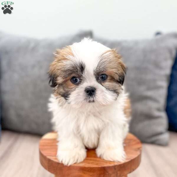 Monty, Shih Tzu Puppy