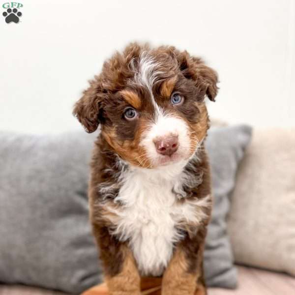 Rio, Mini Aussiedoodle Puppy