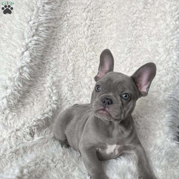 Gracie, French Bulldog Puppy