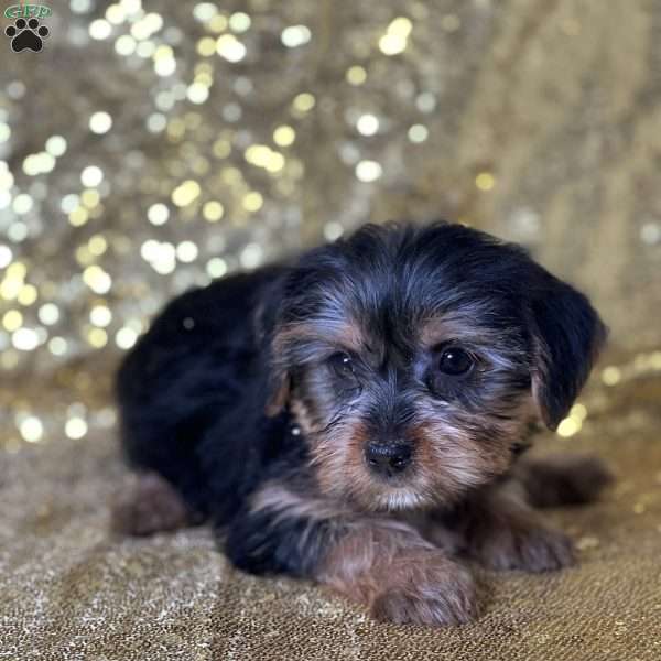 Fifi, Yorkie Puppy