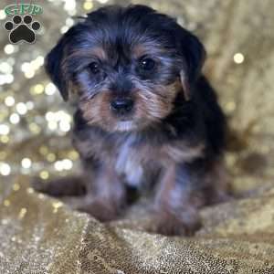 Fifi, Yorkie Puppy