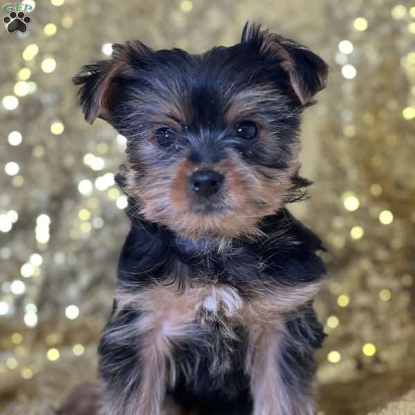 Fendi, Yorkie Puppy