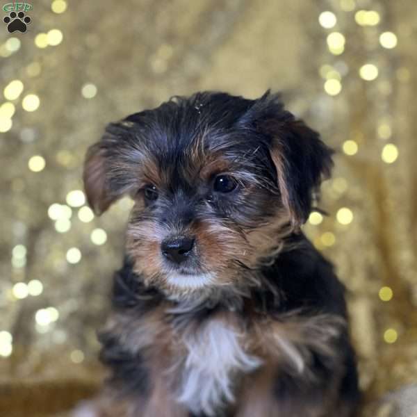 Fluffy, Yorkie Puppy