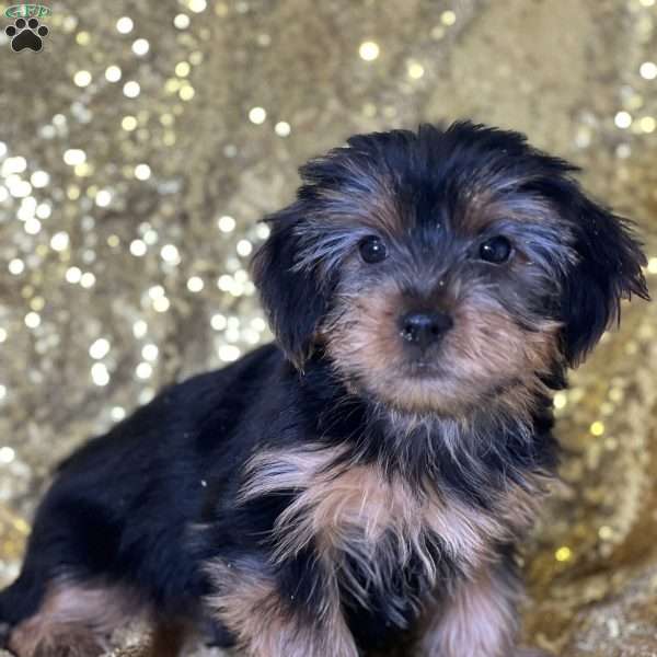 Frankie, Yorkie Puppy