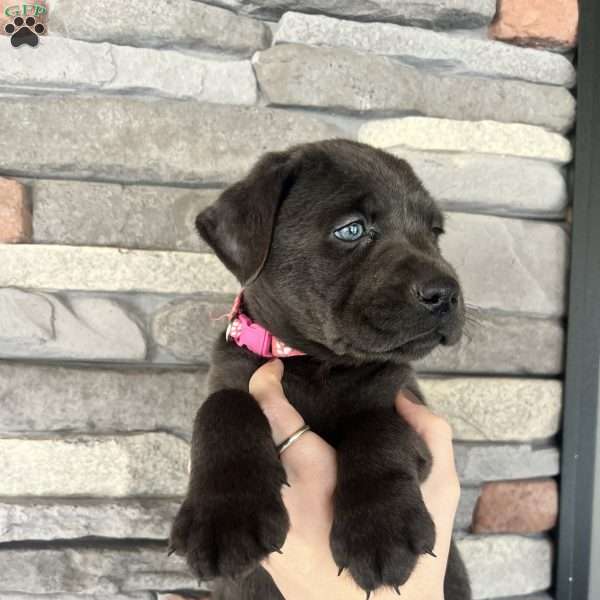 Patty, Charcoal Labrador Retriever Puppy