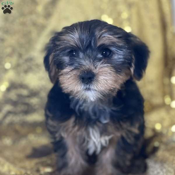 Finn, Yorkie Puppy