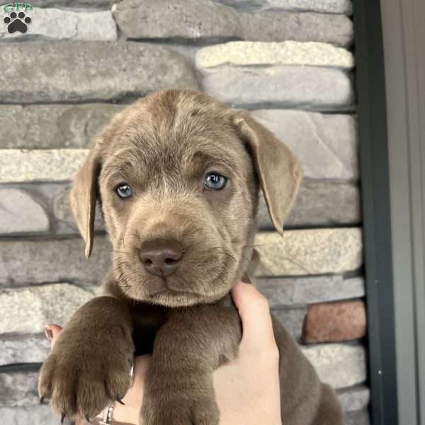 Charm, Charcoal Labrador Retriever Puppy