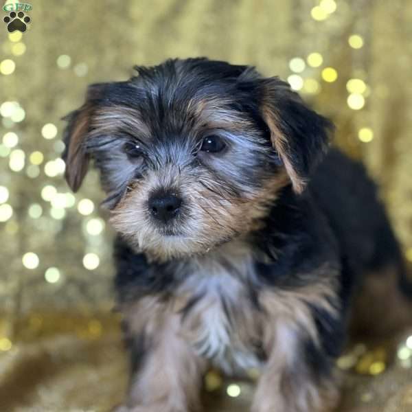 Farley, Yorkie Puppy