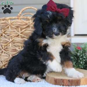 Jenna, Mini Bernedoodle Puppy