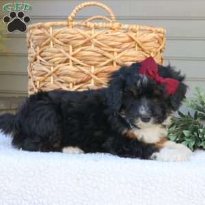 Jenna, Mini Bernedoodle Puppy