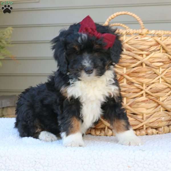 Jenna, Mini Bernedoodle Puppy