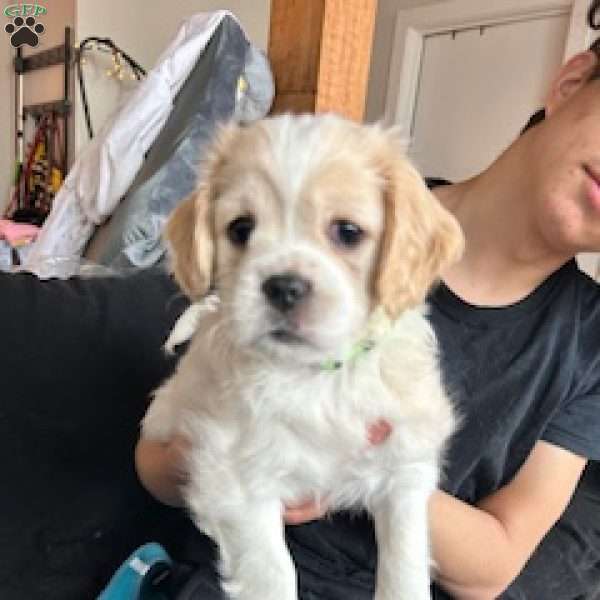 Snow, Cavachon Puppy