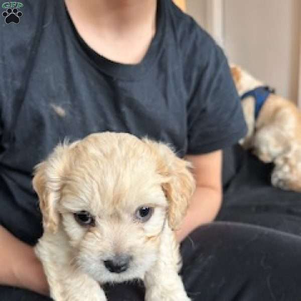 Thunder, Cavachon Puppy