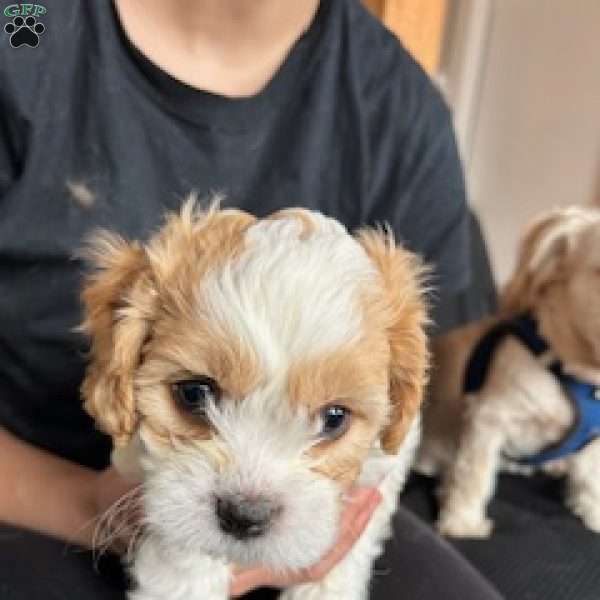 Hurricane, Cavachon Puppy