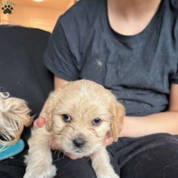 Lightening, Cavachon Puppy