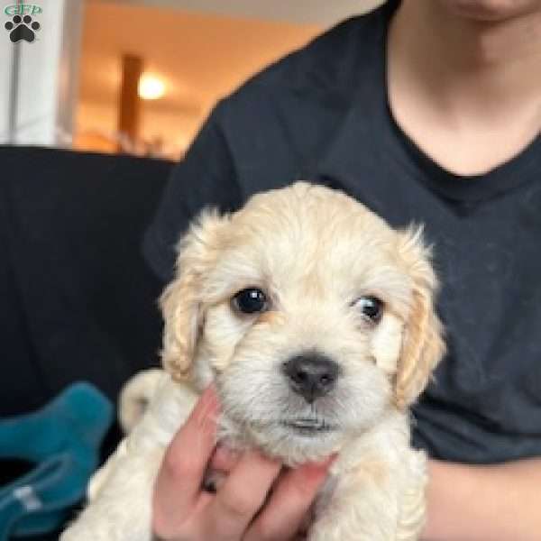 Stormy, Cavachon Puppy