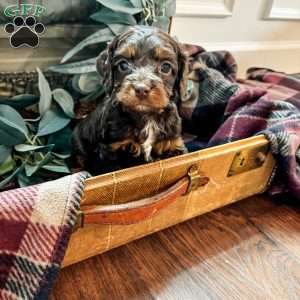 Oakley, Cockapoo Puppy