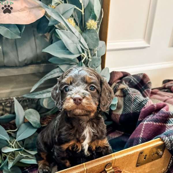 Oakley, Cockapoo Puppy