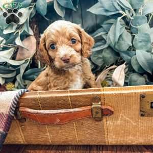 Diego, Cockapoo Puppy