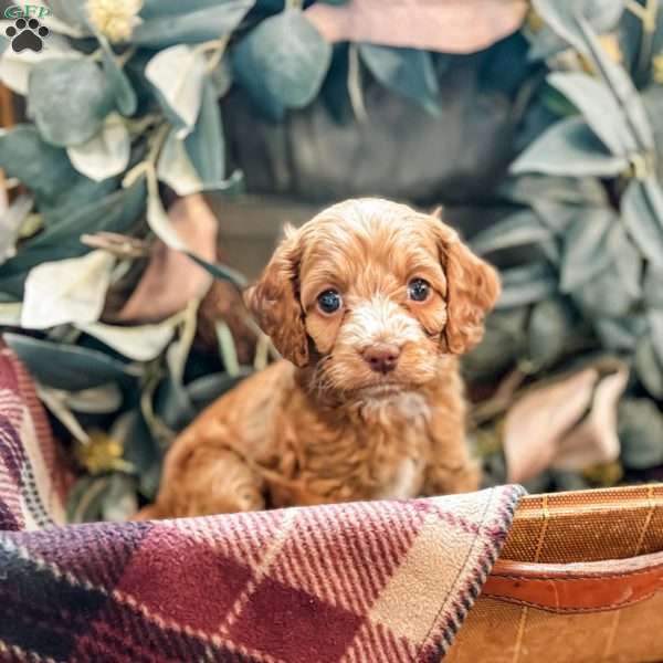 Diego, Cockapoo Puppy