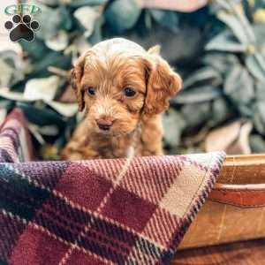 Diego, Cockapoo Puppy