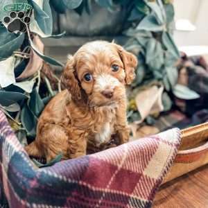 Diego, Cockapoo Puppy