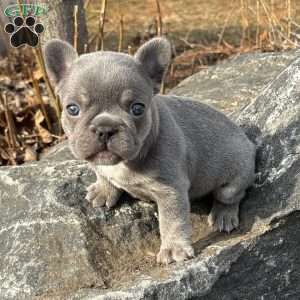 Noah, French Bulldog Puppy