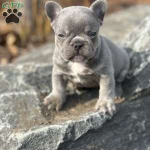 Noah, French Bulldog Puppy