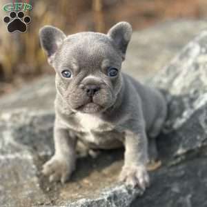 Noah, French Bulldog Puppy