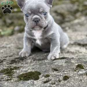 Noah, French Bulldog Puppy