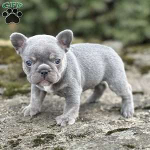 Noah, French Bulldog Puppy