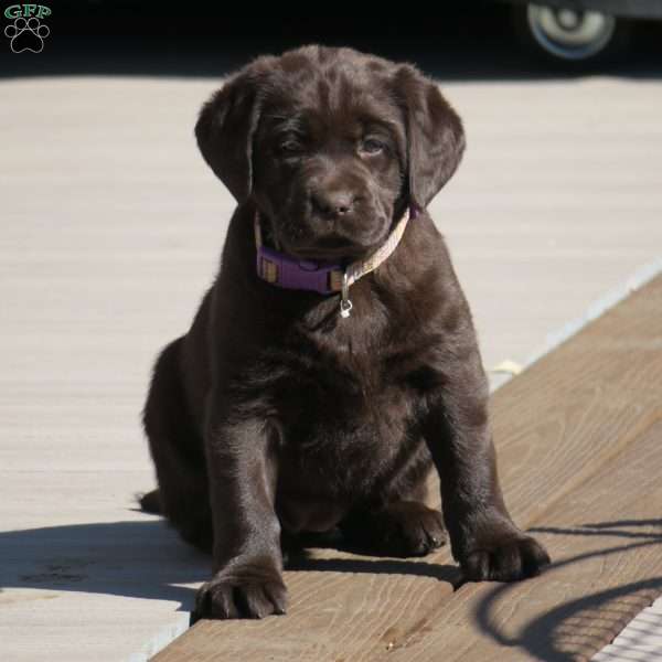 Nova, Chocolate Labrador Retriever Puppy