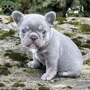 Noah, French Bulldog Puppy