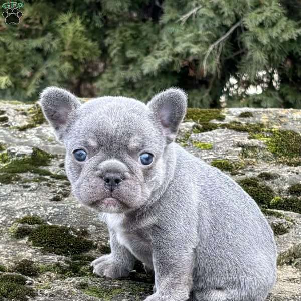 Noah, French Bulldog Puppy