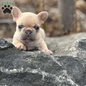 Nitro, French Bulldog Puppy