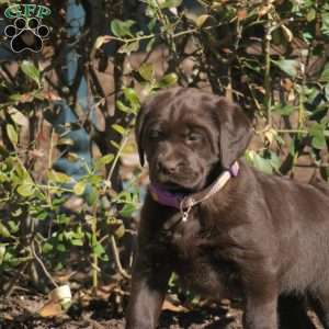 Nova, Chocolate Labrador Retriever Puppy