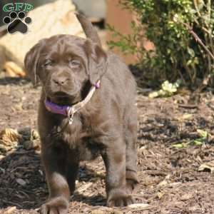 Nova, Chocolate Labrador Retriever Puppy