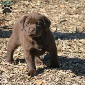 Hope, Chocolate Labrador Retriever Puppy