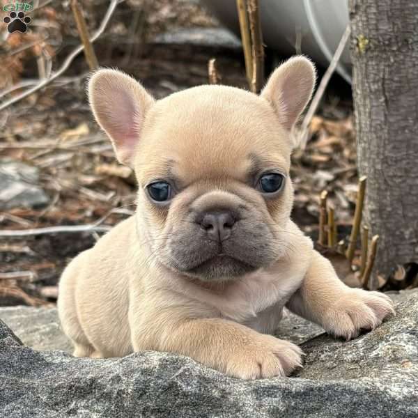 Nitro, French Bulldog Puppy