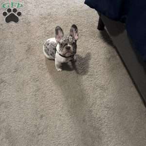 Luna, French Bulldog Puppy