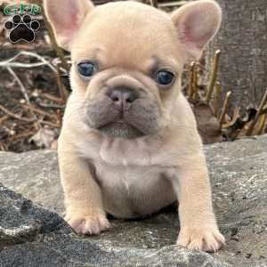 Nitro, French Bulldog Puppy